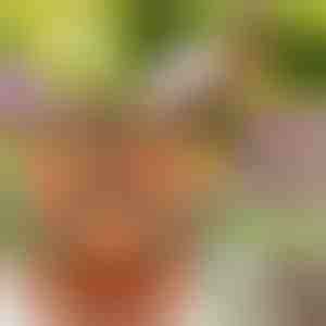 Výškově nastavitelné květináče (3x kus) | PLANTUP