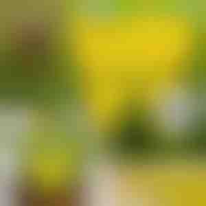 Lepové pasti na mouchy (10 ks) | BUGILURE