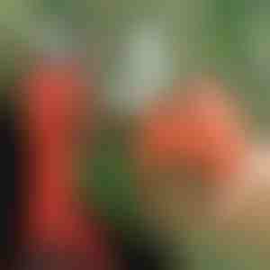 Elektrické nůžky | WHIZZPRUNER